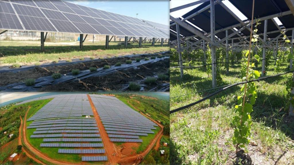 Pope orders construction of agrivoltaic plant for the Vatican